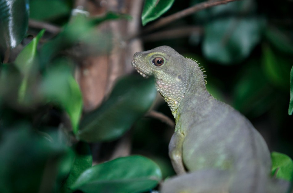 Keliaujančiose parodose draudžiama demonstruoti laukinius žinduolius, paukščius, roplius ir varliagyvius