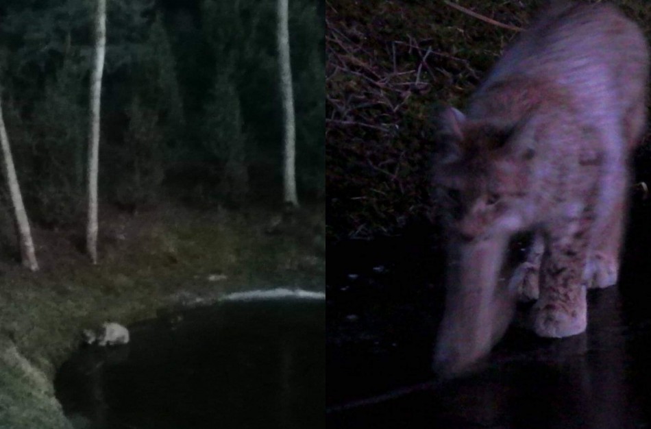 Jonavos rajone užfiksuotas itin retas gyvūnas