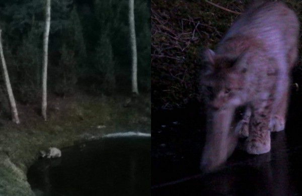 Jonavos rajone užfiksuotas itin retas gyvūnas