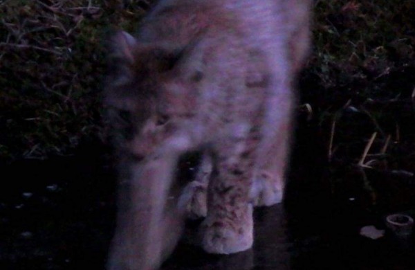 Jonavos rajone užfiksuotas itin retas gyvūnas