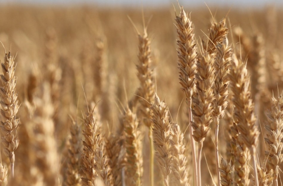 Kokio javų derliaus galime tikėtis šiemet?