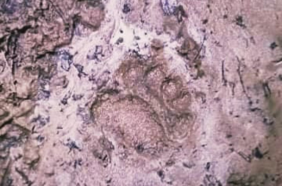 Jonavos rajone aptikti lokio pėdsakai