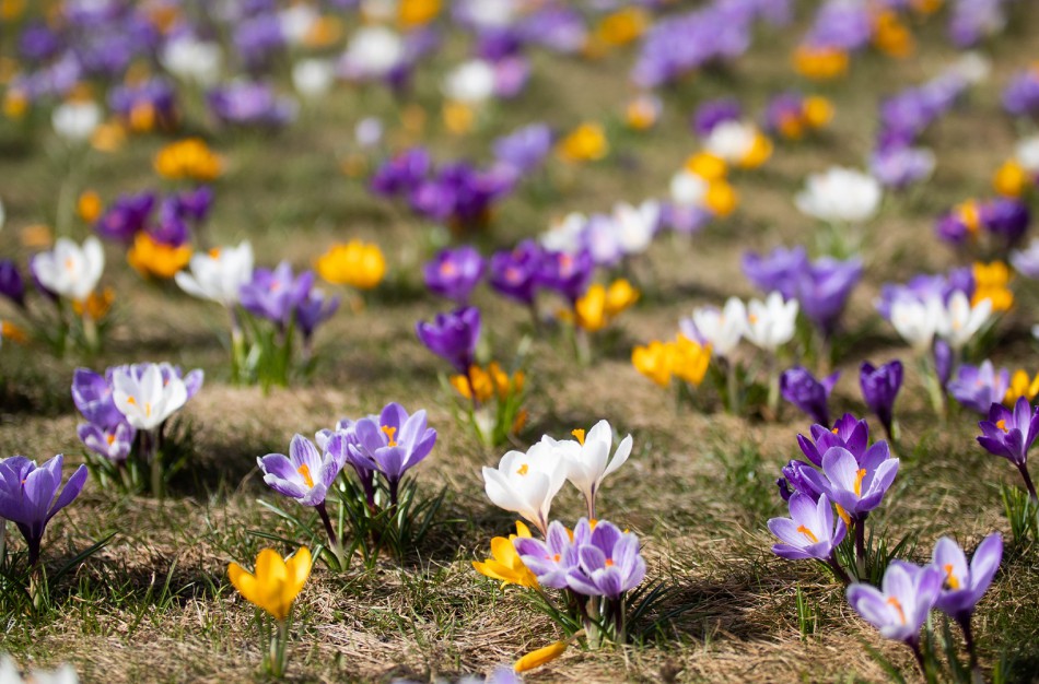 Po Lietuvą – žydinčiu keliu: „Keliauk Lietuvoje“ pristato teminį žiedų žemėlapį. Įtraukta ir Jonava