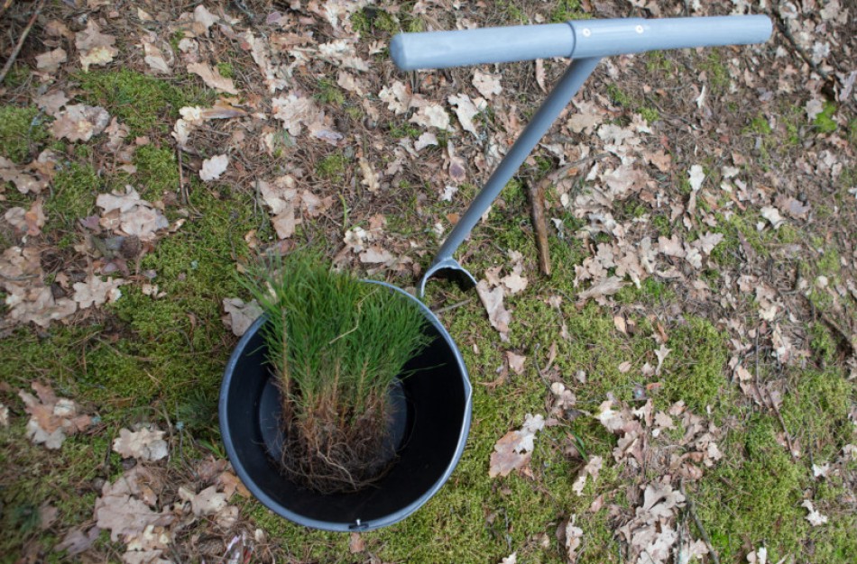 Įveiskite mišką nenaudojamoje savo žemėje ir taip prisidėkite prie miškingumo didinimo