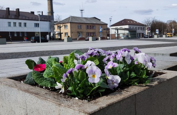 Prasidėjo sodinimo darbai: šiemet miestas sužydės naujomis gėlėmis