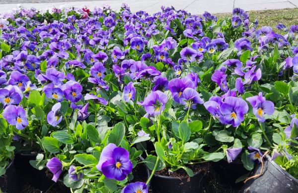 Prasidėjo sodinimo darbai: šiemet miestas sužydės naujomis gėlėmis