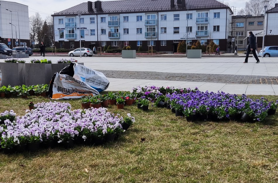 Prasidėjo sodinimo darbai: šiemet miestas sužydės naujomis gėlėmis