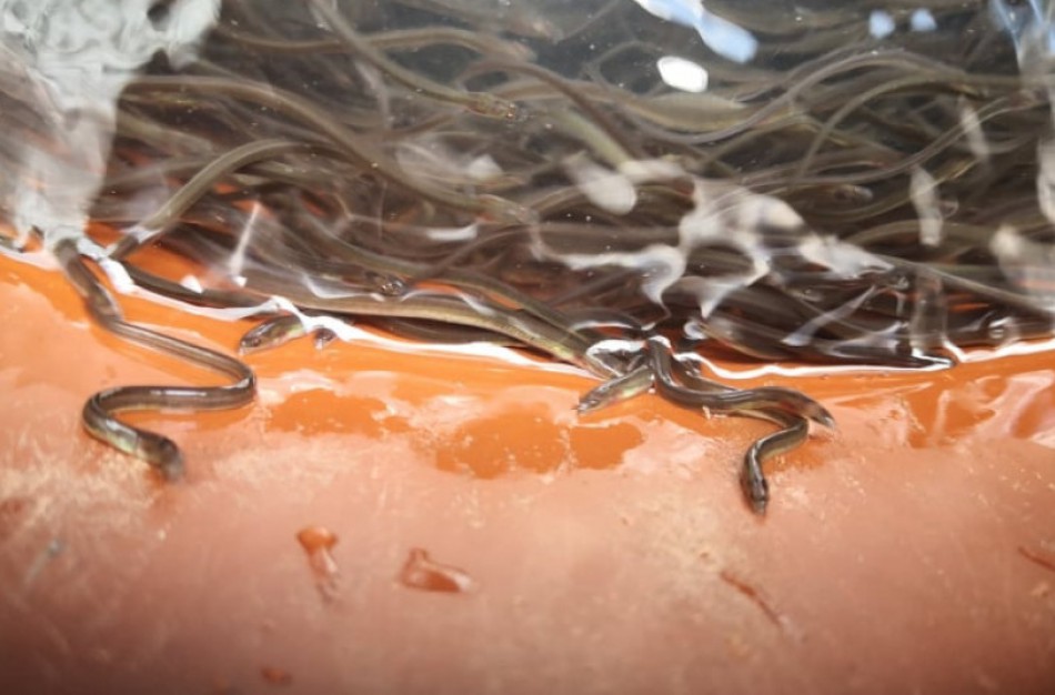 Į Nerį bus įžuvinta 50 tūkst. unguriukų