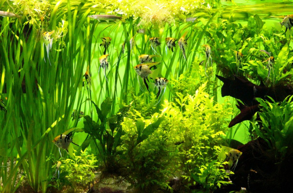 Invazinėms augalų rūšims – ne vieta ir akvariumuose