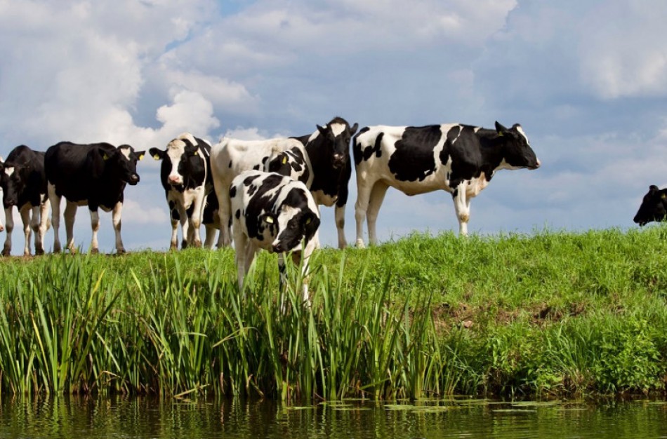 Siekiama skatinti biometano dujų gamybą