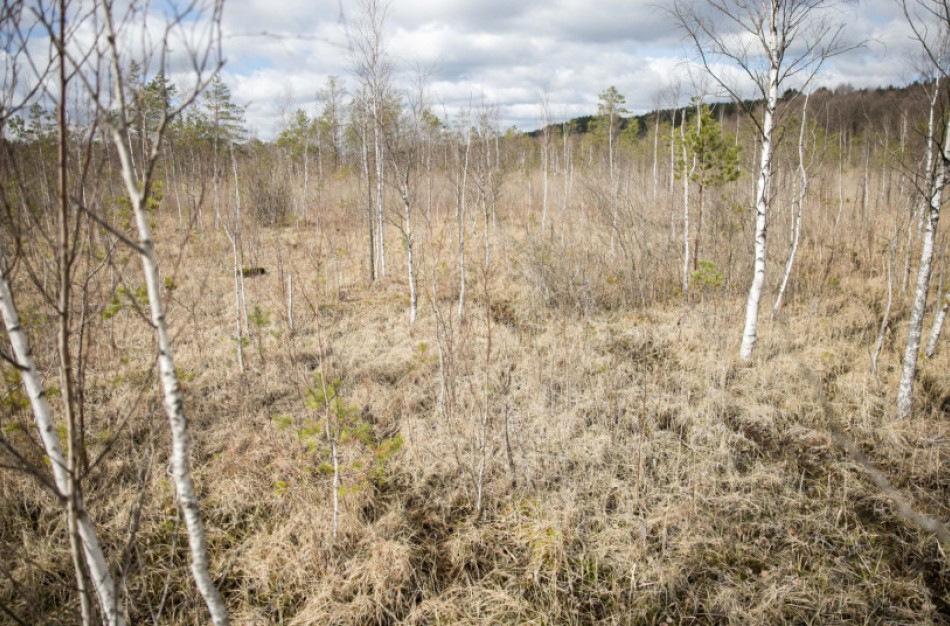 Biologinės įvairovės Baltijos regione apsaugai ir Lietuvos saugomų teritorijų plėtrai – 2,7 mln. eurų