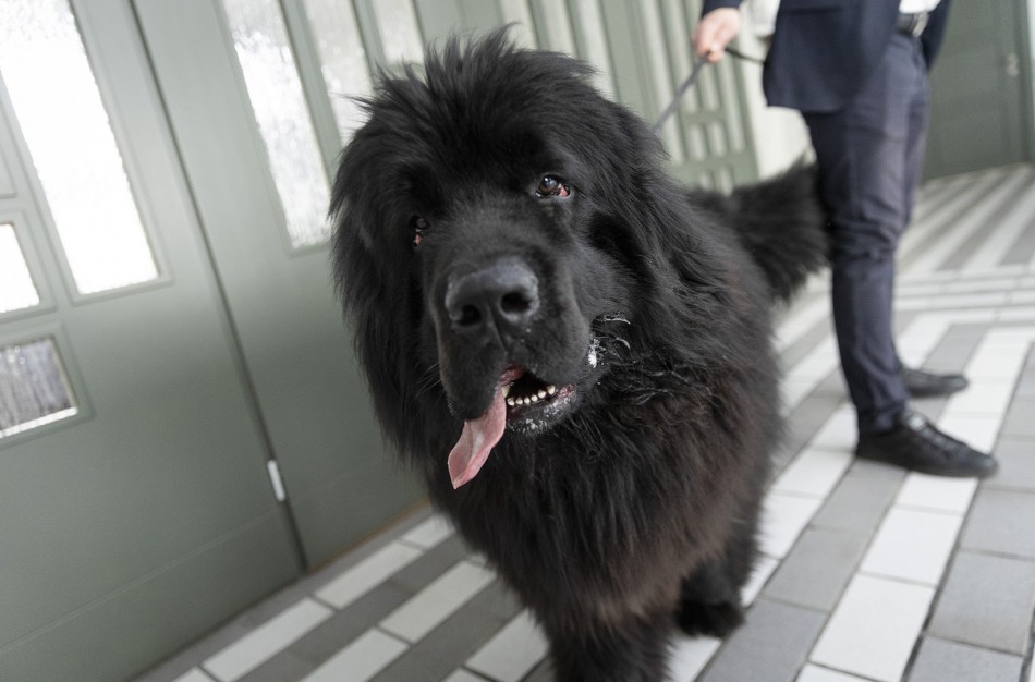 Lietuvos kariuomenėje minima Šuns diena: augintinius į tarnybą atsivedę kariai rinko paramą gyvūnams iš Ukrainos