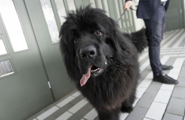 Lietuvos kariuomenėje minima Šuns diena: augintinius į tarnybą atsivedę kariai rinko paramą gyvūnams iš Ukrainos