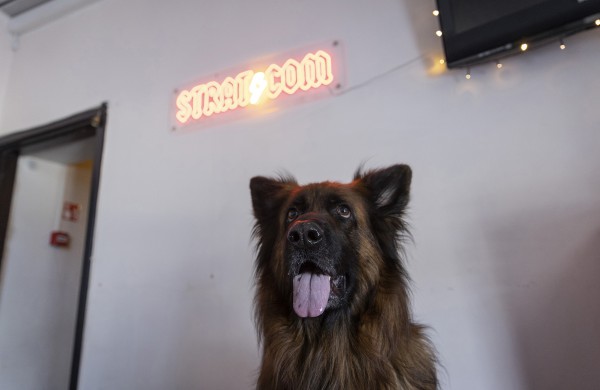 Lietuvos kariuomenėje minima Šuns diena: augintinius į tarnybą atsivedę kariai rinko paramą gyvūnams iš Ukrainos