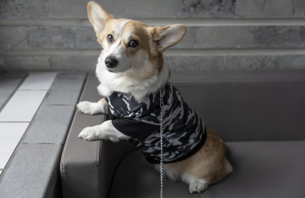 Lietuvos kariuomenėje minima Šuns diena: augintinius į tarnybą atsivedę kariai rinko paramą gyvūnams iš Ukrainos