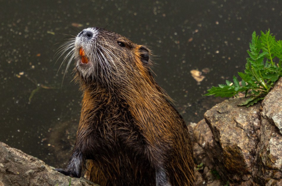 Ką reikia žinoti apie prekybą laukiniais gyvūnais