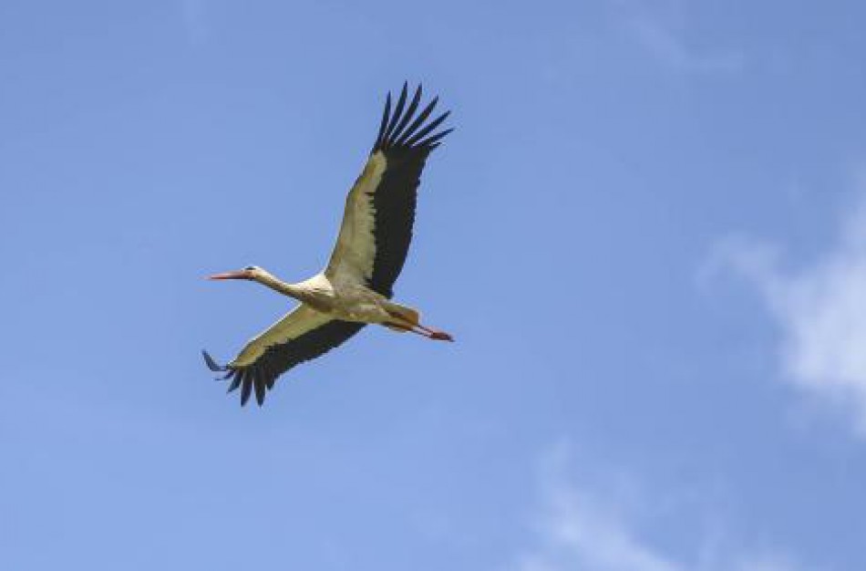 Nedažnas atvejis Lietuvoje – nuo paukščių gripo krito gandrai