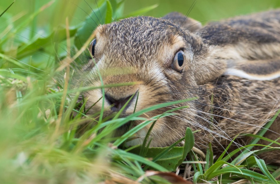 Be reikalo paimtas gyvūno jauniklis – didelė žala gamtai