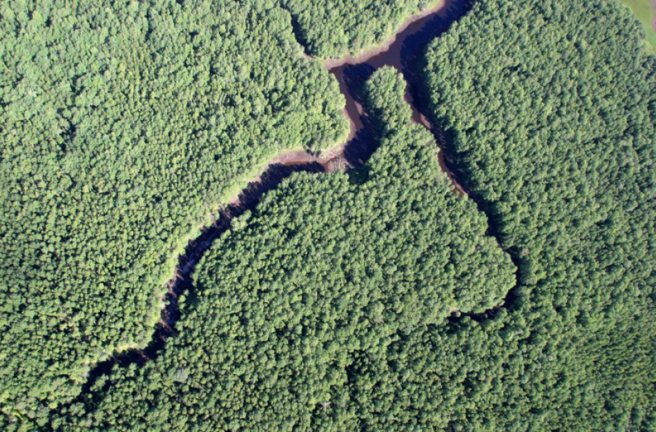 Nauja miškų kadastro žemėlapių programa paspartins skundų dėl miško žemės tyrimus
