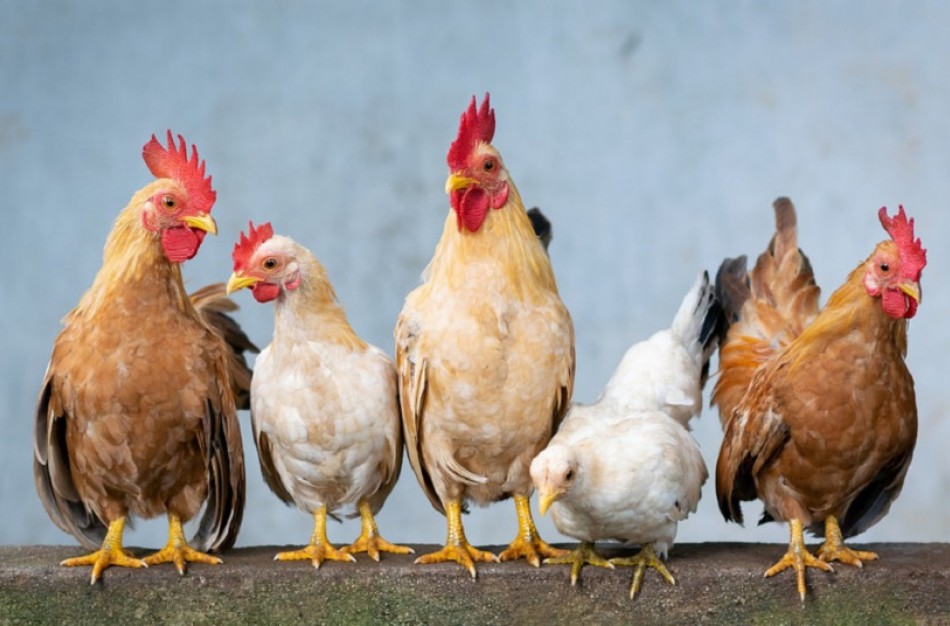 Paukštininkystės sektoriui – beveik 6 mln. eurų pagalba