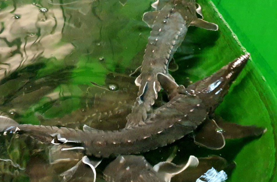 Pirmieji šiais metais žymėti eršketai išleisti į Nerį ir Šventąją