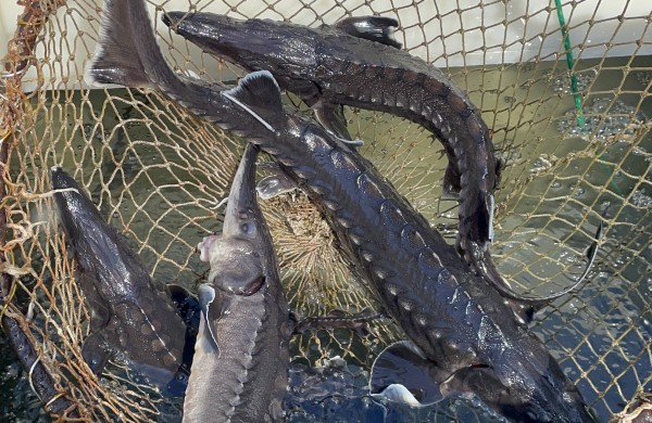 Pirmieji šiais metais žymėti eršketai išleisti į Nerį ir Šventąją