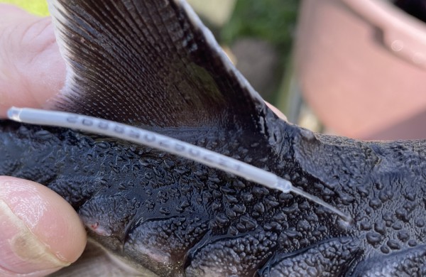 Pirmieji šiais metais žymėti eršketai išleisti į Nerį ir Šventąją