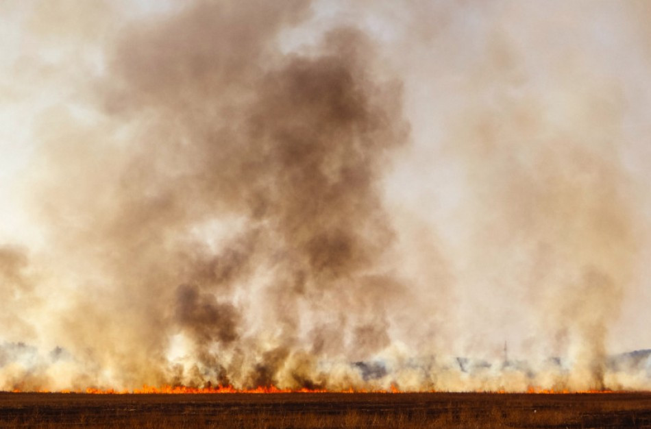Aplinkosaugininkai primena: deganti žolė pievų netręšia ir daro tik žalą