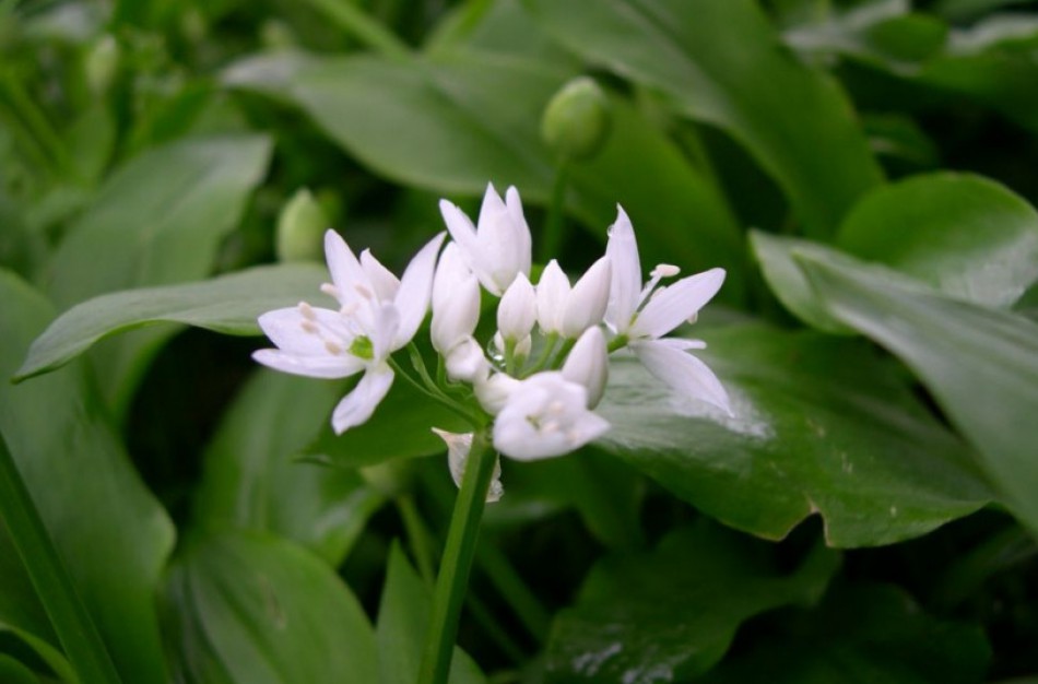 Į augalų, kuriais draudžiama prekiauti sąrašą įtrauktas meškinis česnakas ir kiti saugotini augalai