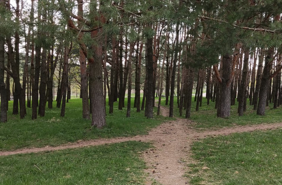 Klausimų sukėlė parkelyje kritę paukščiai: ar verta sunerimti dėl paukščių gripo?