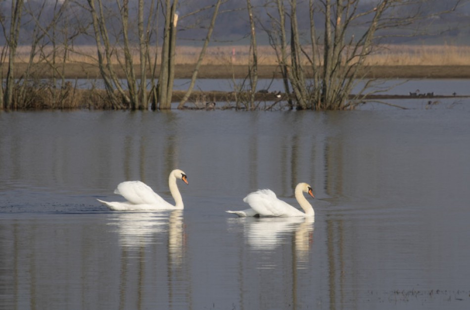 Lesinti negaliu susilaikyti – kur dėti kablelį?