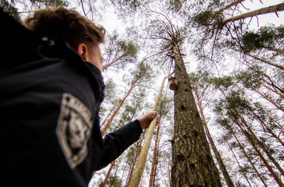 Aplinkos ministerija skyrė 10 skatinamųjų stipendijų pasirinksiantiems miškininkystės studijas
