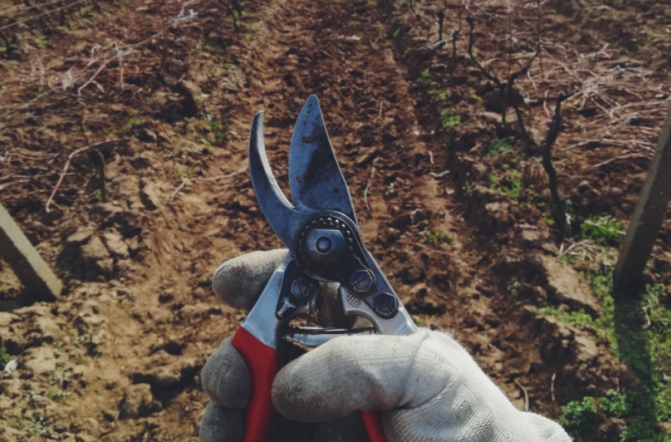 Kokiais atvejais galite genėti ir šalinti želdinius?