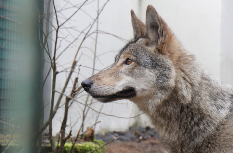 Egzotikos troškimas – pražūtis laukiniams gyvūnams