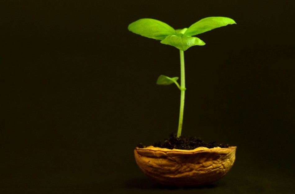 Stiprinama įvežamų augalų ir sėklų patikra