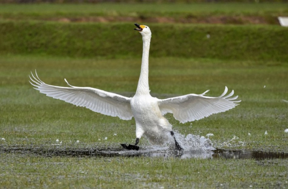 Žemės ūkio ministerija siūlo kompensuoti laukinių paukščių daromą žalą