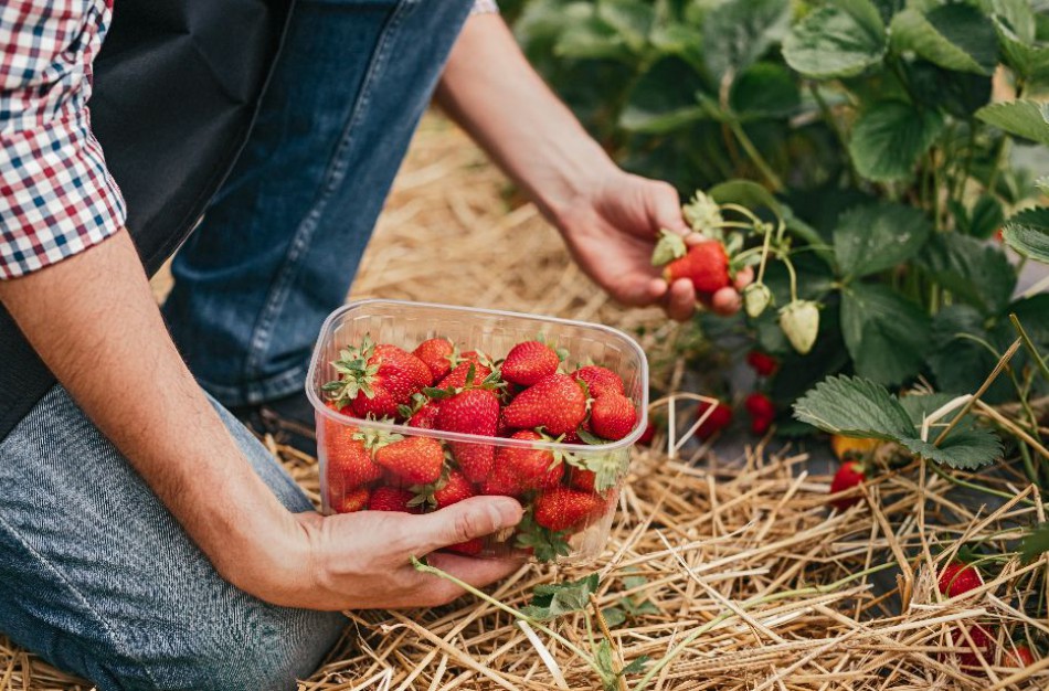 Darbdaviai turi pranešti apie visus Lietuvoje įdarbintus ir atsiųstus laikinai dirbti užsieniečius