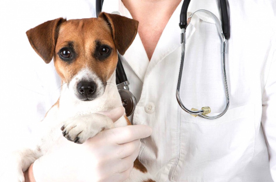 Ukrainos augintiniams kompensuojami ir pasiutligės antikūnių titro tyrimai