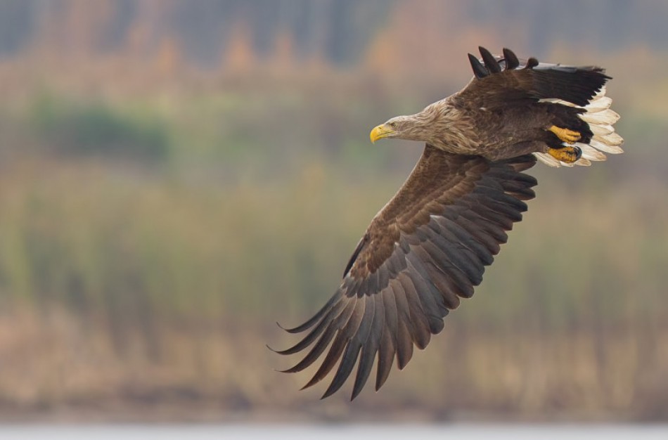 Ką saugo Buveinių direktyva: nuo mažiausio iki didžiausio