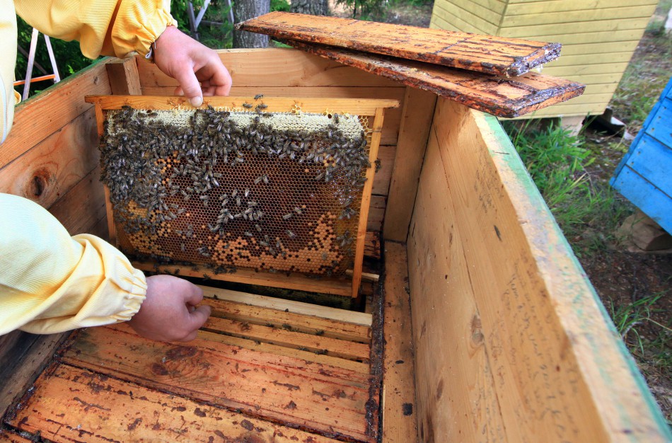 Bitininkai prognozuoja menkesnį pavasarinio medaus derlių