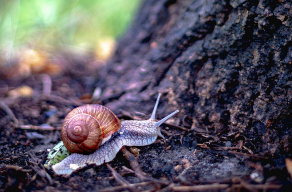 Kad apsaugotume sraigių išteklius, jas rinkti ar supirkti būtina atsakingai
