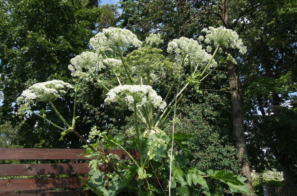 Miškininkai jau pradeda naikinti itin pavojingus invazinius augalus – Sosnovskio barščius
