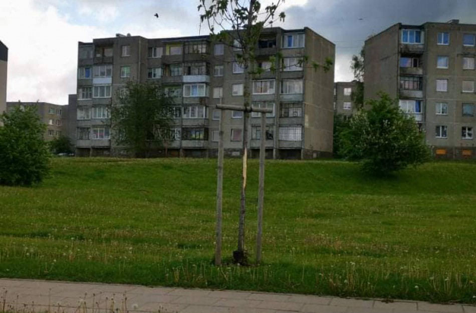 Gyventojai pastebėjo pažeistą medį, tačiau specialistai neabejoja, kad tai padarė ne žmogus