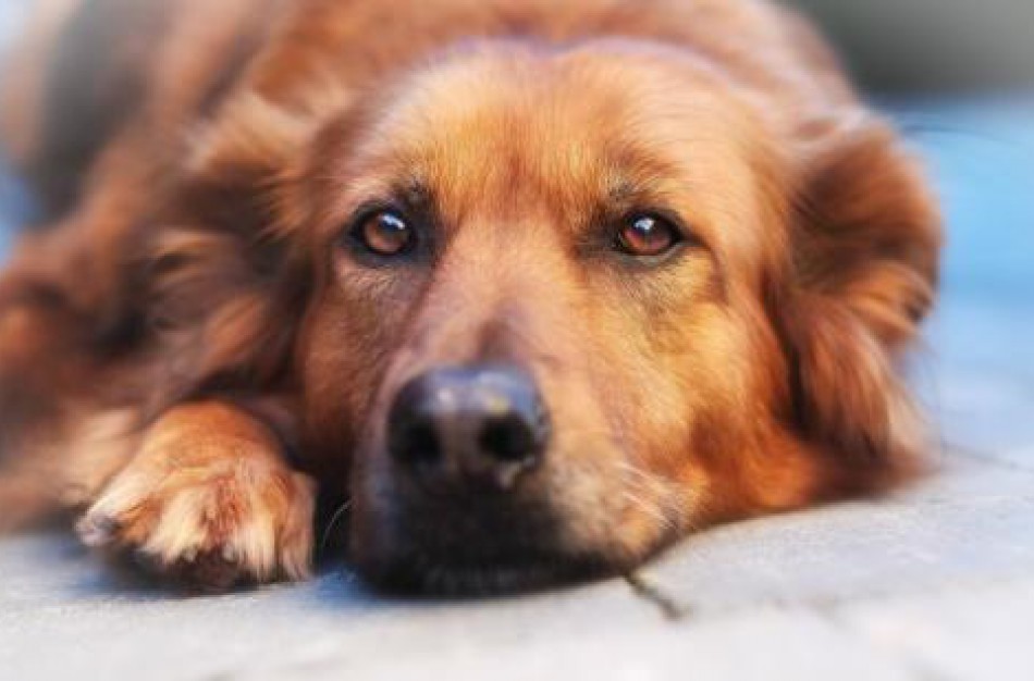 Išvykdami ilgesniam laikui, būtinai pasirūpinkite savo augintiniais