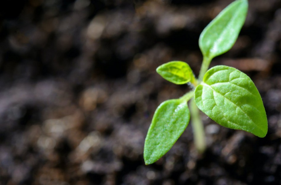 Ūkininkams paruoštas paramos paketas neariamajai žemdirbystei