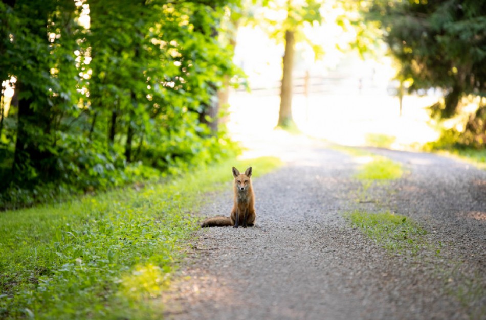 AAD: Laukiniais gyvūnais pasirūpinsite jų neimdami