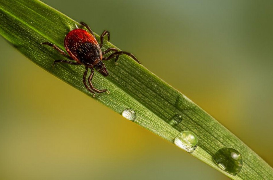 Kas padeda apsisaugoti nuo erkių platinamų ligų