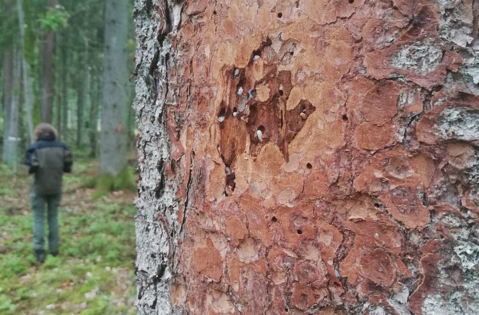 Miškininkai žvalgo miškus: medžių kenkėjų daugėja ir jie intensyviau puola medynus