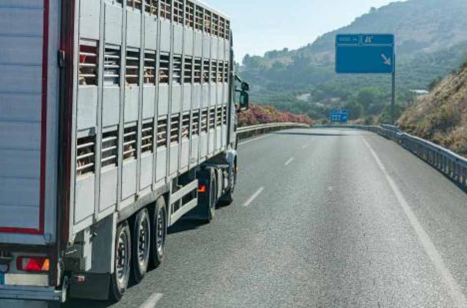 Vasarą vežamiems gyvūnams reikia ypatingo dėmesio