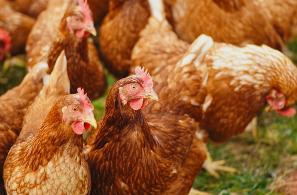 Vištų augintojams – nuostolių kompensacijos